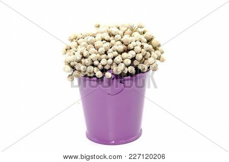 A Bunch Of Dried White Eriocaulon Henryanum Ruhle On Purple Bucket Of Water