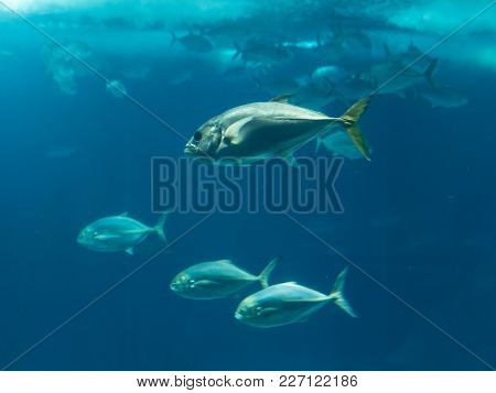 Four Fishes Inside Blue Artificil Aquarium Tank