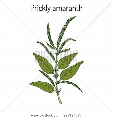 Prickly Amaranth Amaranthus Spinosus , Or Needle Burr, Medicinal Plant. Hand Drawn Botanical Vector 