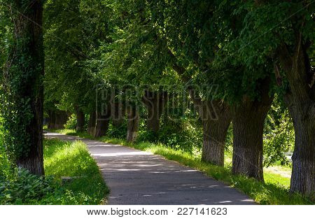 Longest Linden Alley In Europe On The Uzh River Embankment