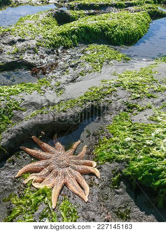 Orange Star Fish Over Sea Coast, Natural Animal