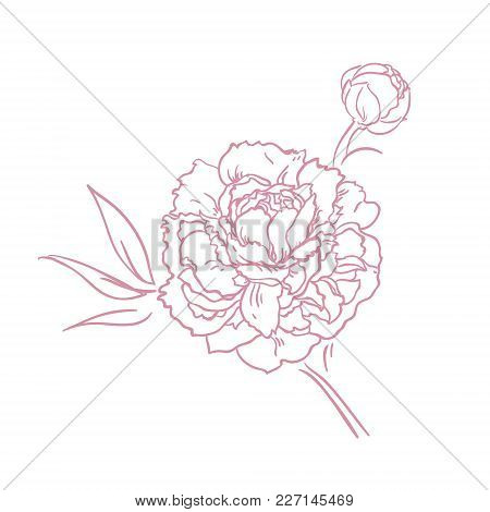 Beautiful Peony Bouquet Design Onwhite Background. Hand Drawn Vector Illustration.