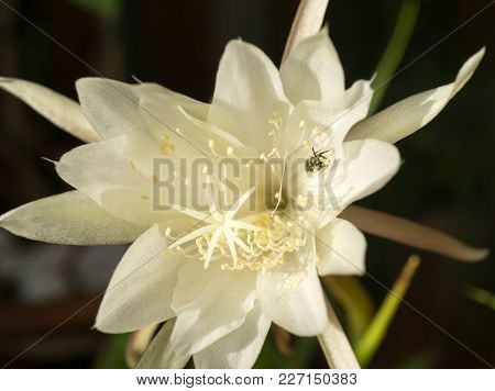 Flower Queen Of Night Epiphyllum Oxypetalum With A Bee Pollinating, Fragrant Flower Blooms At Night.