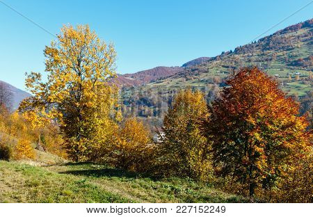 Autumn Carpathian Mountains Landscape With Multicolored Trees On Slope (rakhiv District, Transcarpat