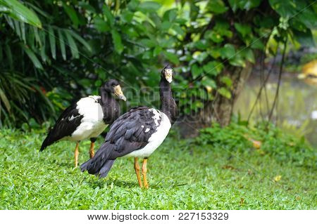 Magpie Goose Anseranas Semipalmata On A Warm Day