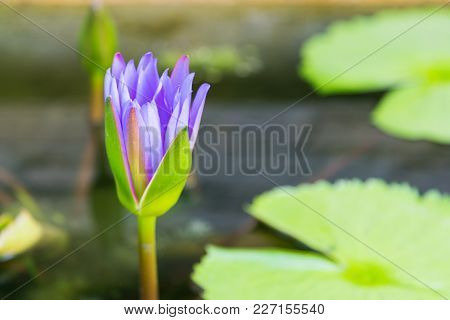 Early Brith Purple Lotus Flower On Water Lake, Natural Background