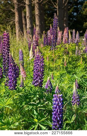 Pink And Purple Lupine Flower Field Nautral Landscape, New Zealand Summer Season