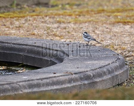 Small Bird On Stone Fountain Pool In Garden
