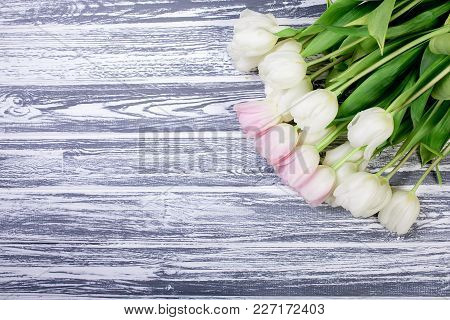 Pink And White Very Tender Tulips On White, Gray Wooden Background. Copyspace