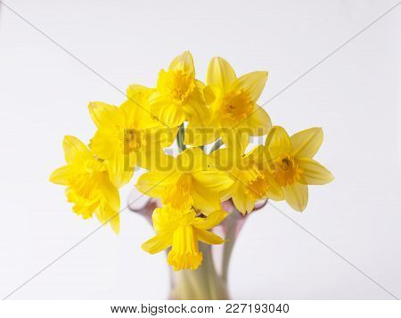 Yellow Narcissus Flowers In A Bouquet Close Up