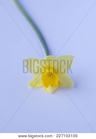 Daffodil Plants. Yellow Narcissus Flower. Beautiful Spring Plant On Light Background.