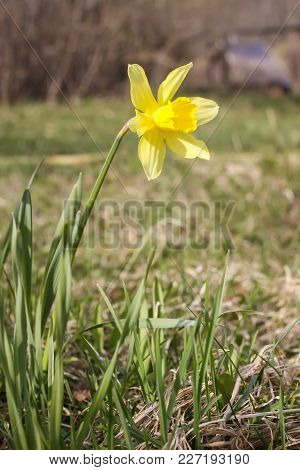 Yellow Narcissus Flower Growing In Spring Park.