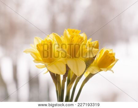 Beautiful Bouquet Of Spring Yellow Narcissus Flowers In A Hand.