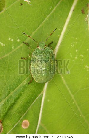 Green Shield Bug (Palomena prasina)