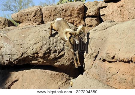 Bighorn Sheep Ram Leaping Down Mountain Cliff Boulders