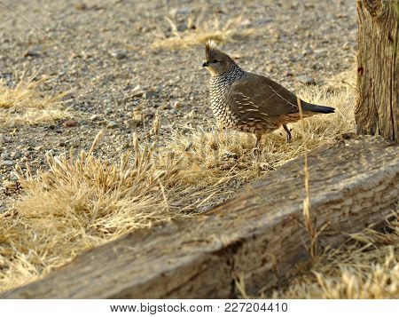 Cute, Timid Quail Hen Looking For A Meal.