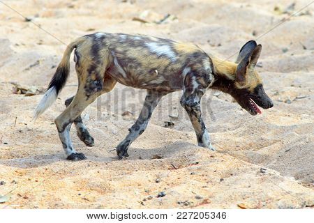 African Wild Dog - Also Known As A Painted Dog (lycaon Pictus) Walking Across The Dry African Svanna