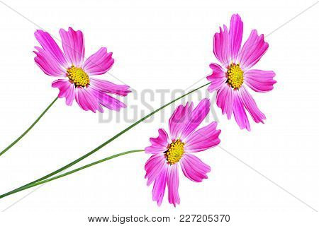 Bright Colorful Cosmos Flowers Isolated On White Background.