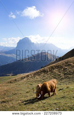 Bos Mutus At The Seceda, Dolomites