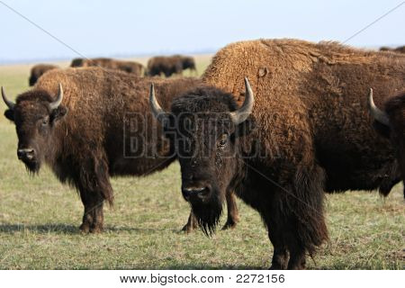 Buffalo