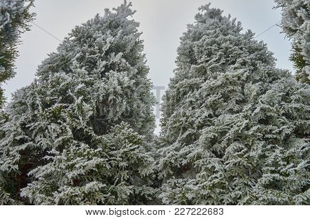 White Frost Covered Thuja Trees In Winter Landscape Against Cloudy Sky