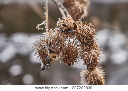 White Frost On Burdock Plants, Close Up Shot