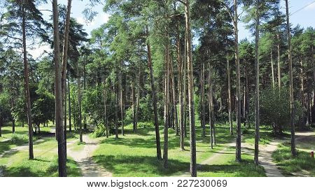 Top View Of The Path Through The Trees. Clip. Top View Of The Beautiful Park With Tall Trees In Summ