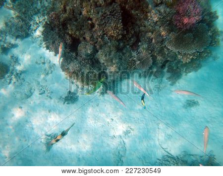 Sealife Of Champagne Bay, Espiritu Santo, Vanuatu