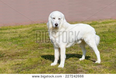 Polish Tatra Sheepdog Looks Aside. Polish Tatra Sheepdog Stands On The Green Grass In The Park