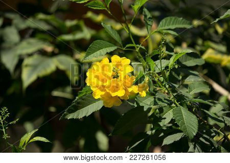Close Up Of Yellow Flower, Yellow Elder