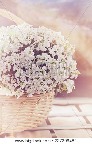 White Flowers Iberis In Basket, Spring Blossom. Abstract Blurred Background. Springtime Concept. Cop