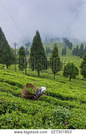 Sikkim, India - April 21, 2017: Indian woman is picking up the fresh tea leaves from tea plantation in Sikkim region, India