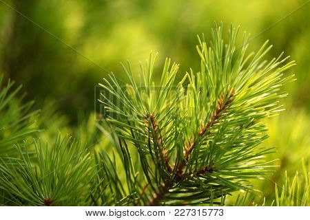 Green Tree Branch Fir Background Close-up Macro