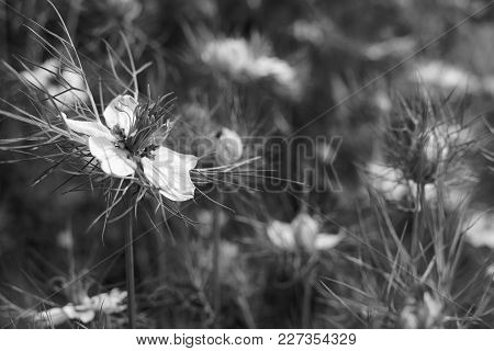 Delicate White Love-in-a-mist Flower Against Nigella Plants