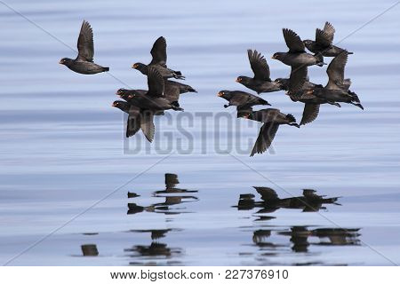 A Flock Of Crested Auklet Flying Over The Waters Of The Pacific Ocean