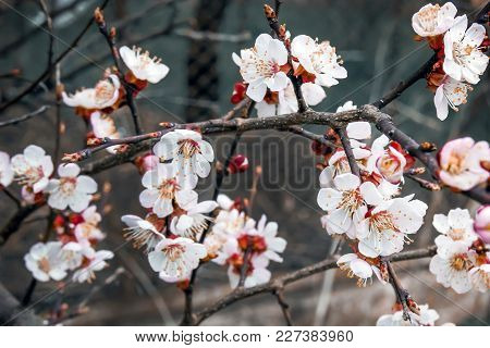 Cherry Branch With White Flowers On A Dark Background, Early Spring