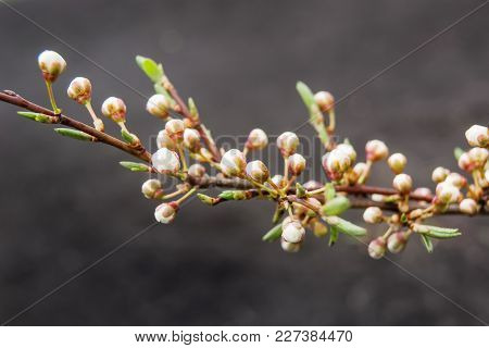 Cherry Branch With White Buds On A Dark Background, Early Spring