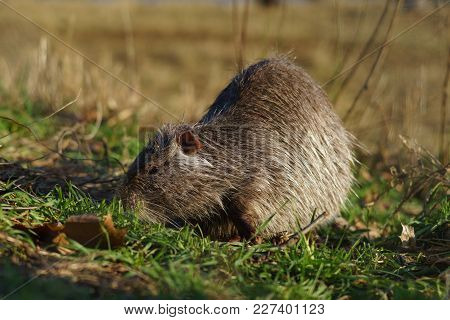 The Muskrat (ondatra Zibethicus) In The Nature.