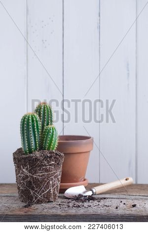 Green Cactus Without Pot On Rustic Wooden Background. Deadpan Style. Realistic.