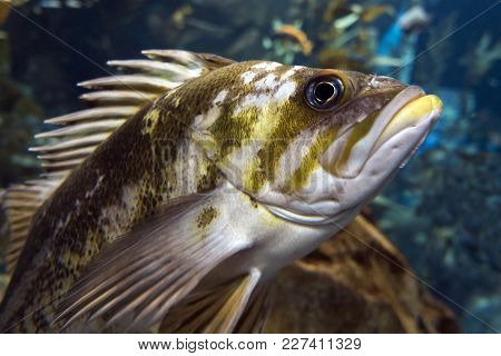 Quillback Rockfish (sebastes Maliger), Inhabit Rocky Bottoms And Reefs