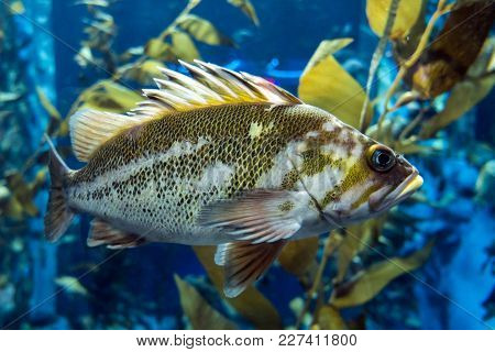 Quillback Rockfish (sebastes Maliger), Inhabit Rocky Bottoms And Reefs