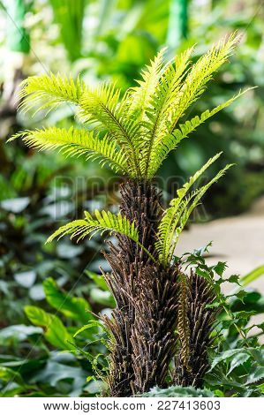Small Palm Plant In The Greenhouse. Tropical And Jungle Plant.