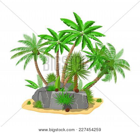Tropical Green Palm And Stones. Jungle Leaves. Coconut Palm, Monstera, Fan Palm, Rhapis. Natural Lea