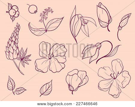 Set Of Sketches And Line Doodle Plant. Thirteen Elements. Flowers, Buds, Petals, Leaves, Berries.