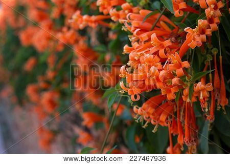 Orange Trumpet, Flame Flower, Fire-cracker Vine On The Wall