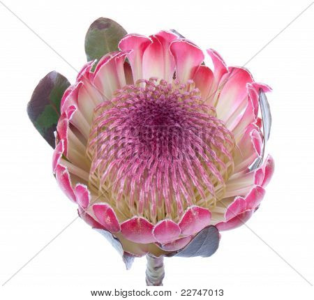 Roxo Protea, isolado no branco