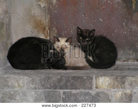 Trois chats relaxants