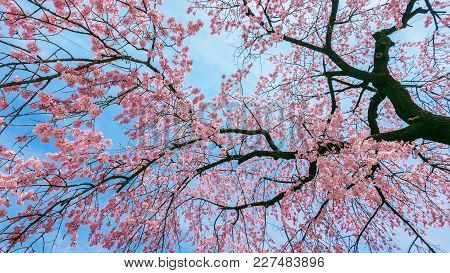 Cherry Blossom With Soft Focus, Sakura Season In Spring.