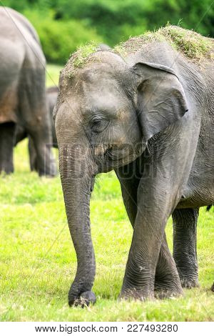 Close-up Of A Wild Sri Lankan Elephant (the Largest Of Four Subspecies Of The Asian Elephant) In The
