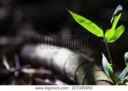Beautiful Bamboo Forest In Forest With Nice Color